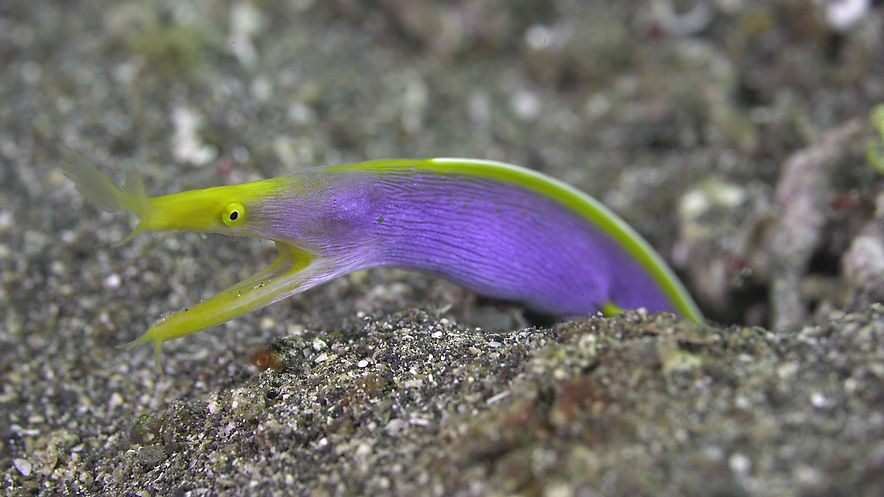 blueribbon eel